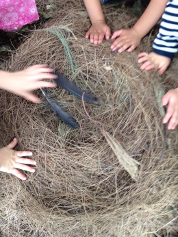 touching nest feathers
