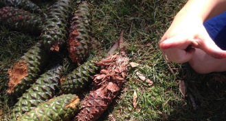 sitcky pine cones1